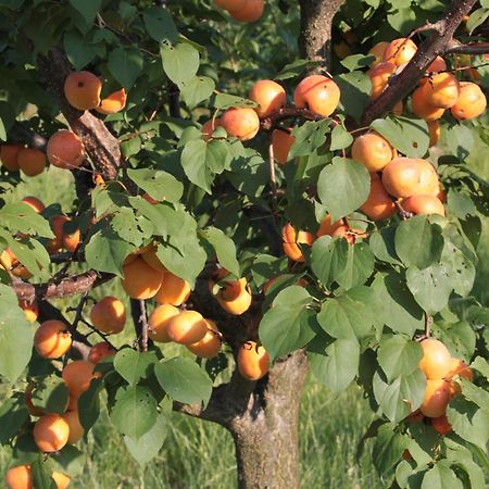 Agriturismo I Ciliegi Appartamento Ginestra Montignano Luaran gambar