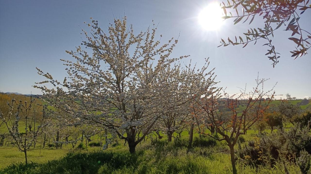 Agriturismo I Ciliegi Appartamento Ginestra Montignano Luaran gambar