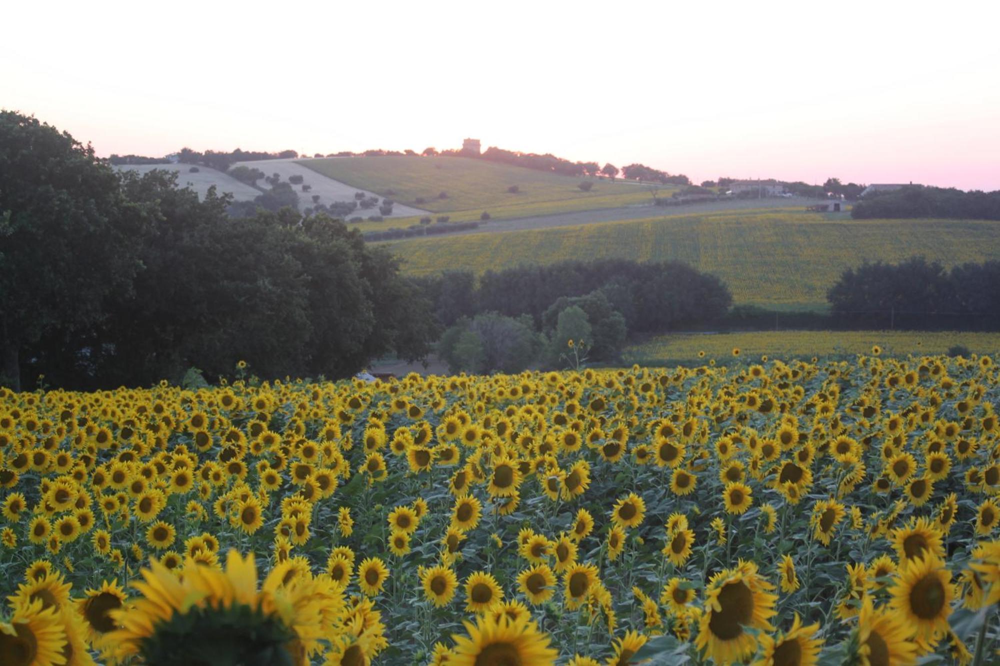 Agriturismo I Ciliegi Appartamento Ginestra Montignano Luaran gambar