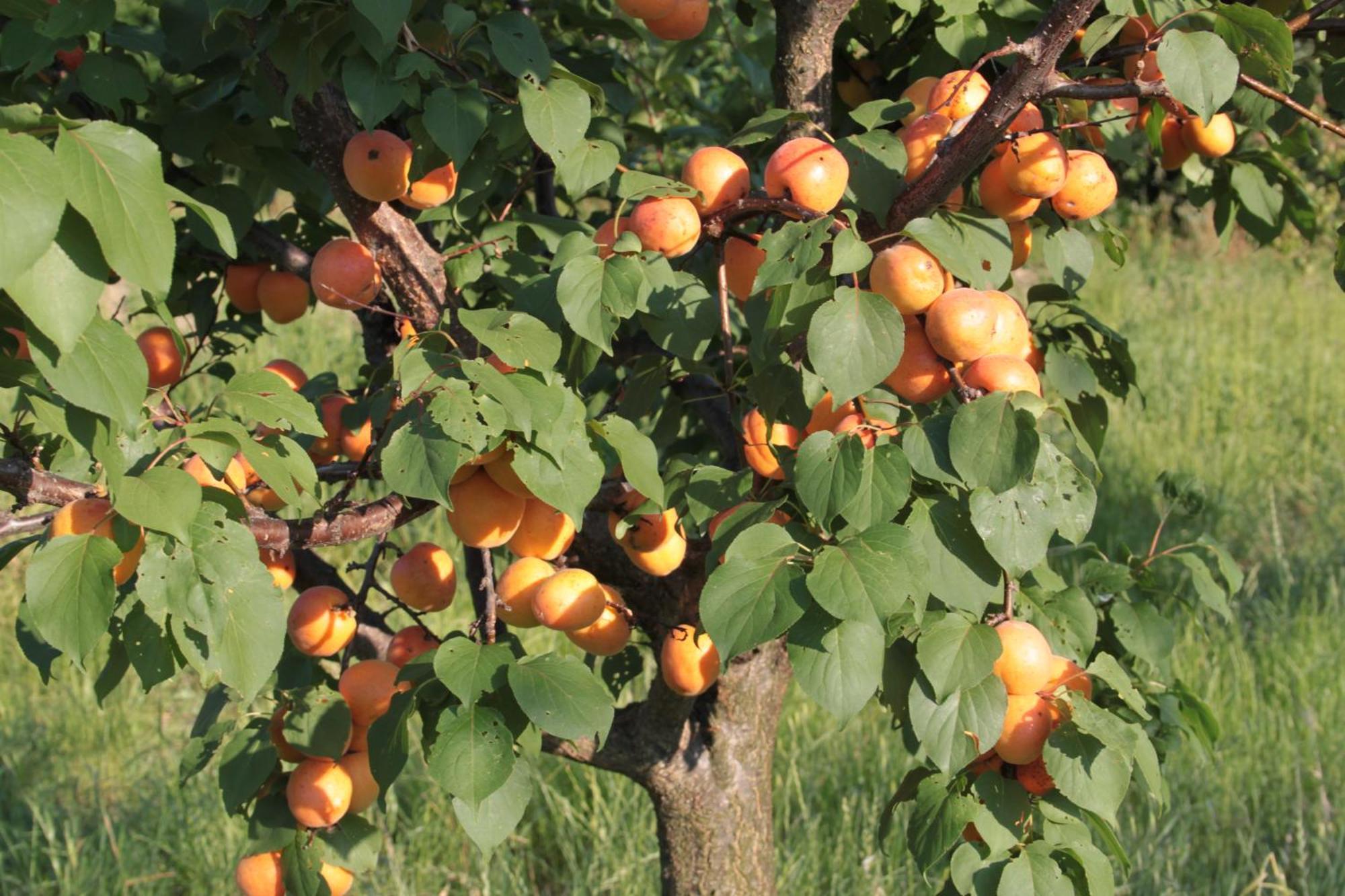 Agriturismo I Ciliegi Appartamento Ginestra Montignano Luaran gambar